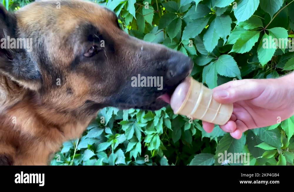Dog owner eating ice cream Stock Videos & Footage HD and 4K Video