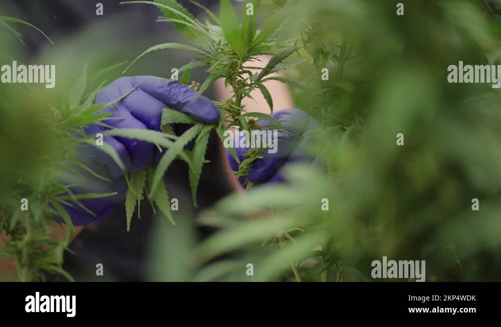 Women cannabis Stock Videos & Footage - HD and 4K Video Clips - Alamy