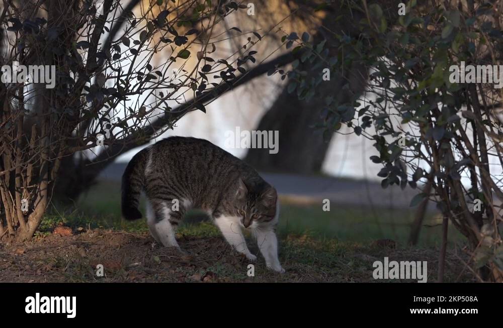 Cat digging in the dirt after pooping, feline digging in the ground to