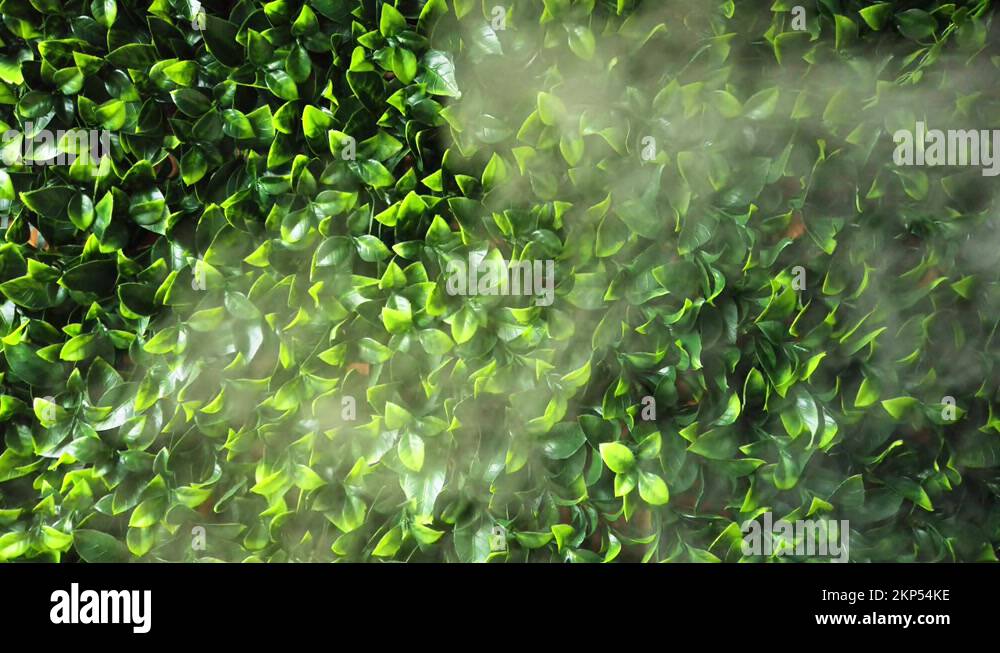 Vapor from a Humidifier with a Green Leaves Background. Moisture and