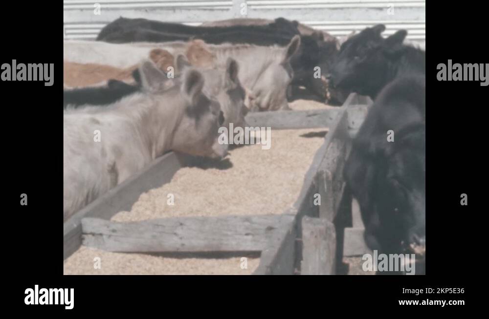1950s cows eat food from trough on farm. Cow eating grains. Cow chews