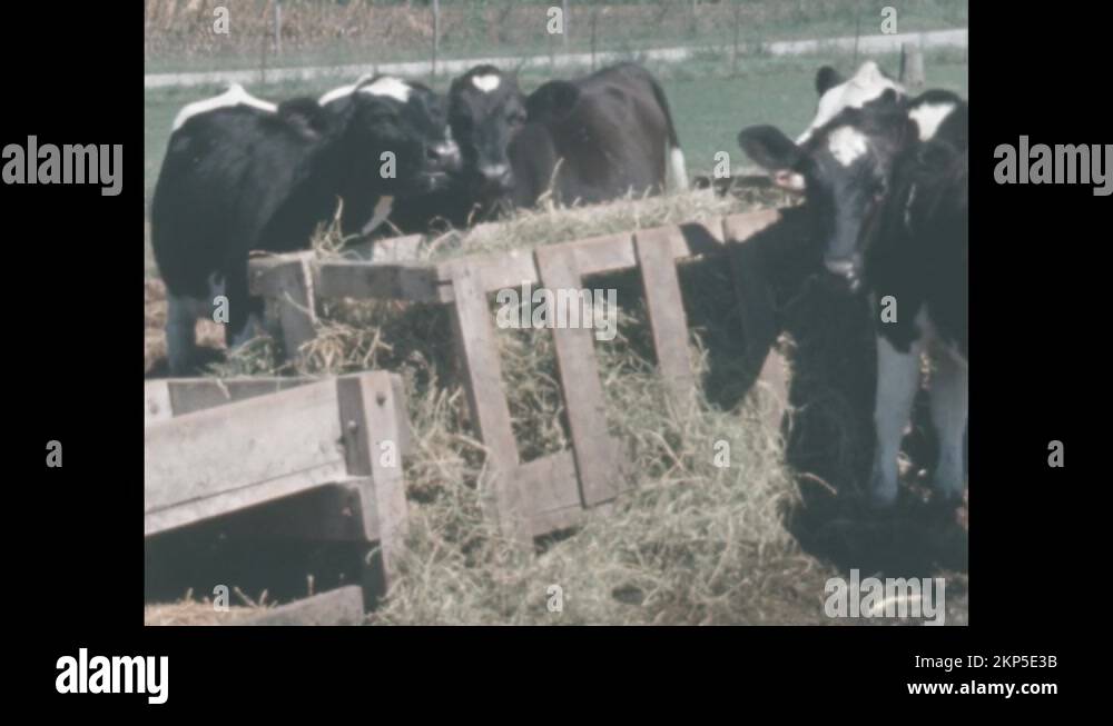 Black cows with white calves Stock Videos & Footage HD and 4K Video