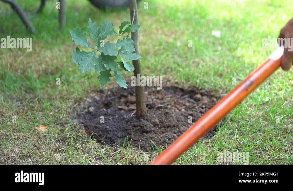 Planting an oak tree Stock Videos & Footage HD and 4K Video Clips Alamy