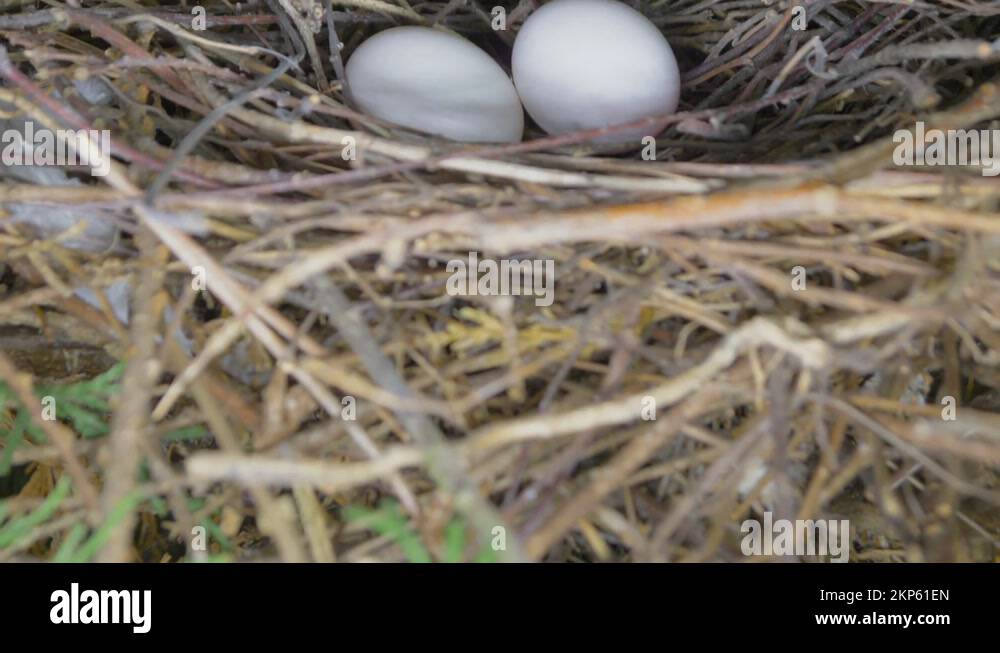 Abandoned egg Stock Videos & Footage HD and 4K Video Clips Alamy