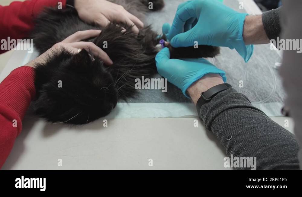 Catheter procedure Stock Videos & Footage HD and 4K Video Clips Alamy