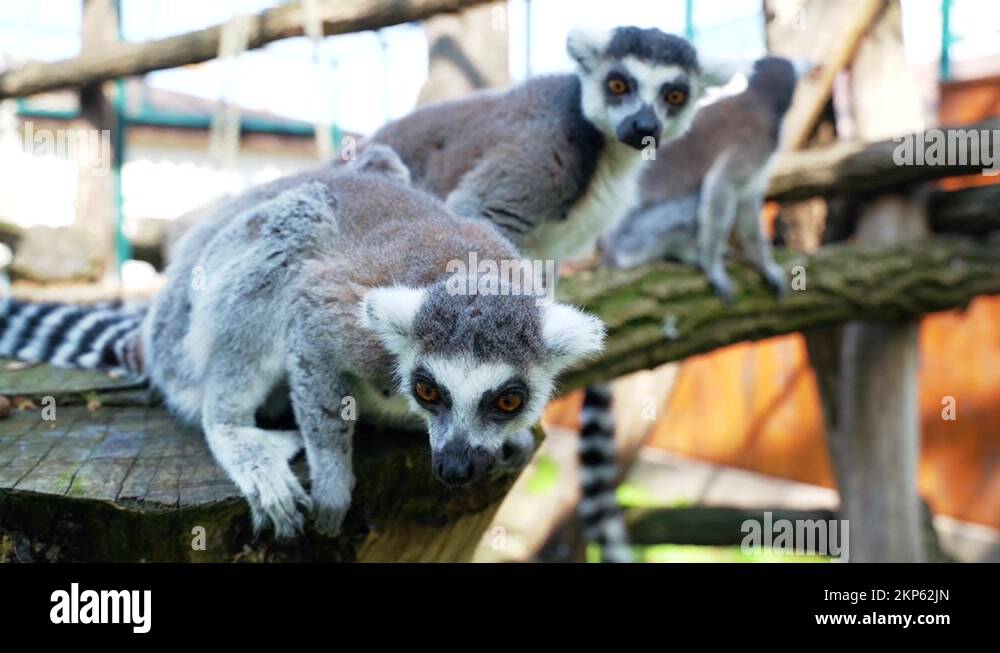 lemur little monkeys with big black and white tails jump on trees Stock
