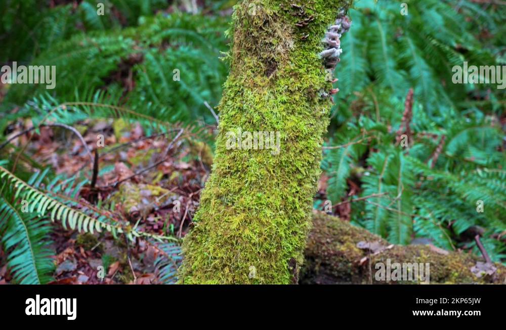 Tree fungus alder tree Stock Videos & Footage HD and 4K Video Clips
