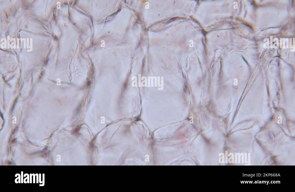 Xylem phloem microscope botany microtome Stock Videos & Footage HD