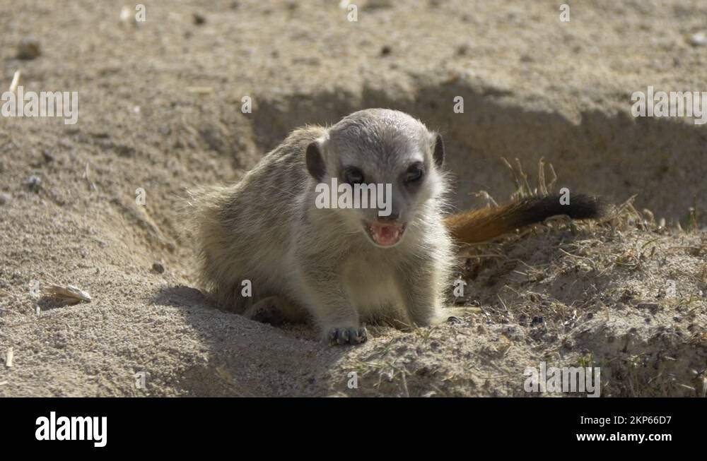 Meerkat hunting Stock Videos & Footage HD and 4K Video Clips Alamy