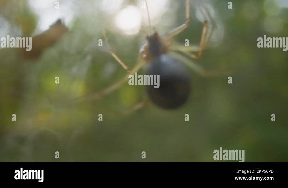 Fat Rounds Spider Spider belly Stock Videos & Footage - HD and 4K Video Clips - Alamy