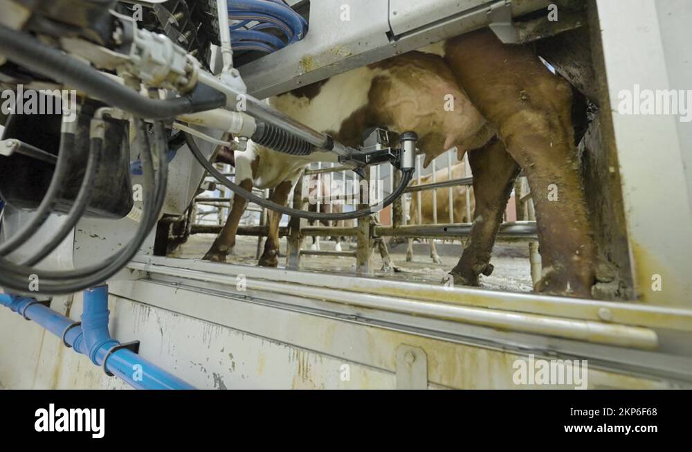 Robotic arm milking cow udders on a modern and futuristic dairy farm Stock Video Footage Alamy