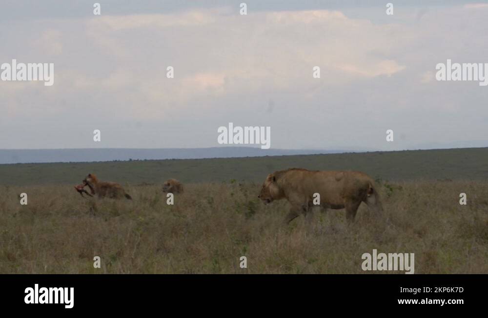 Lion killing hyena Stock Videos & Footage - HD and 4K Video Clips - Alamy