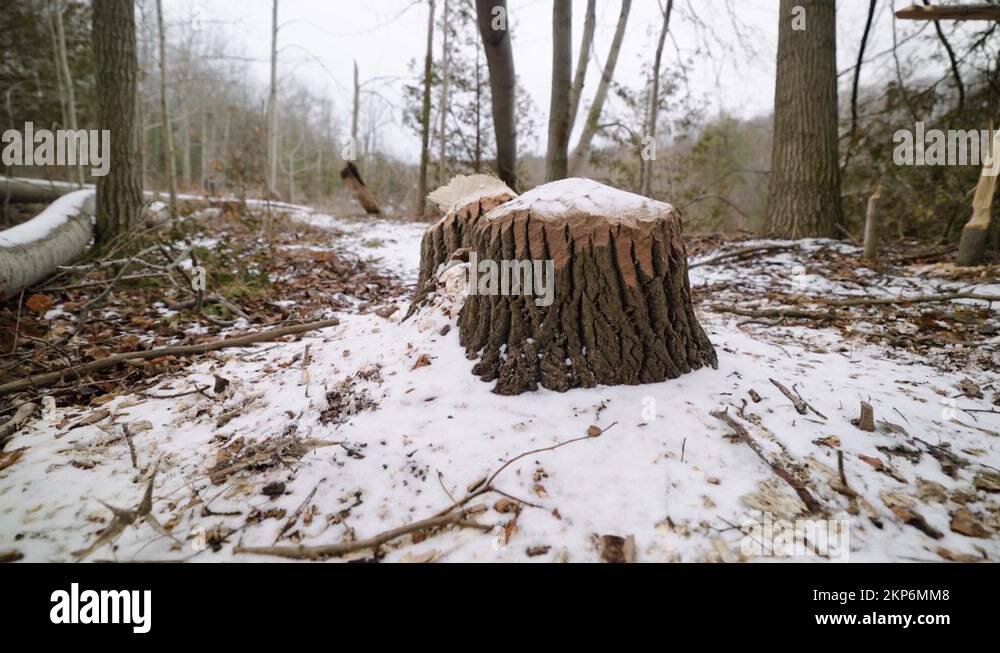 Teeth marks Stock Videos & Footage HD and 4K Video Clips Alamy