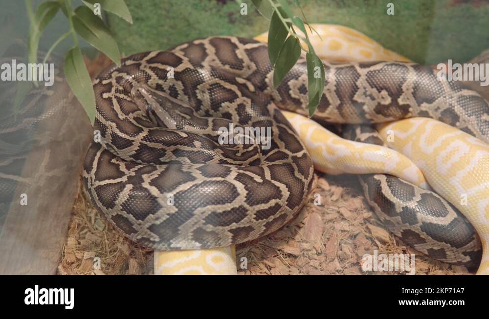 Indian rock python Stock Videos & Footage - HD and 4K Video Clips - Alamy