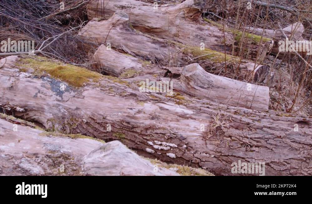 Rotten pattern Stock Videos & Footage - HD and 4K Video Clips - Alamy