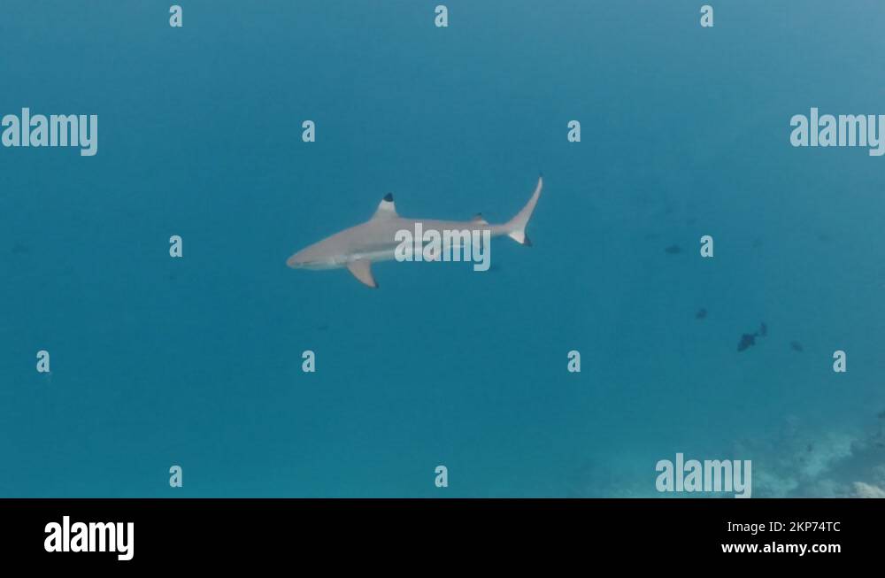 Shark maldives Stock Videos & Footage - HD and 4K Video Clips - Alamy