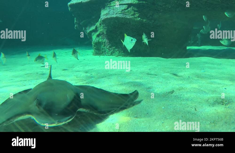 Curated visual reference: Gallery Detail: Eagle Stingray Swimming Close On The Sandy Ocean Floor Of