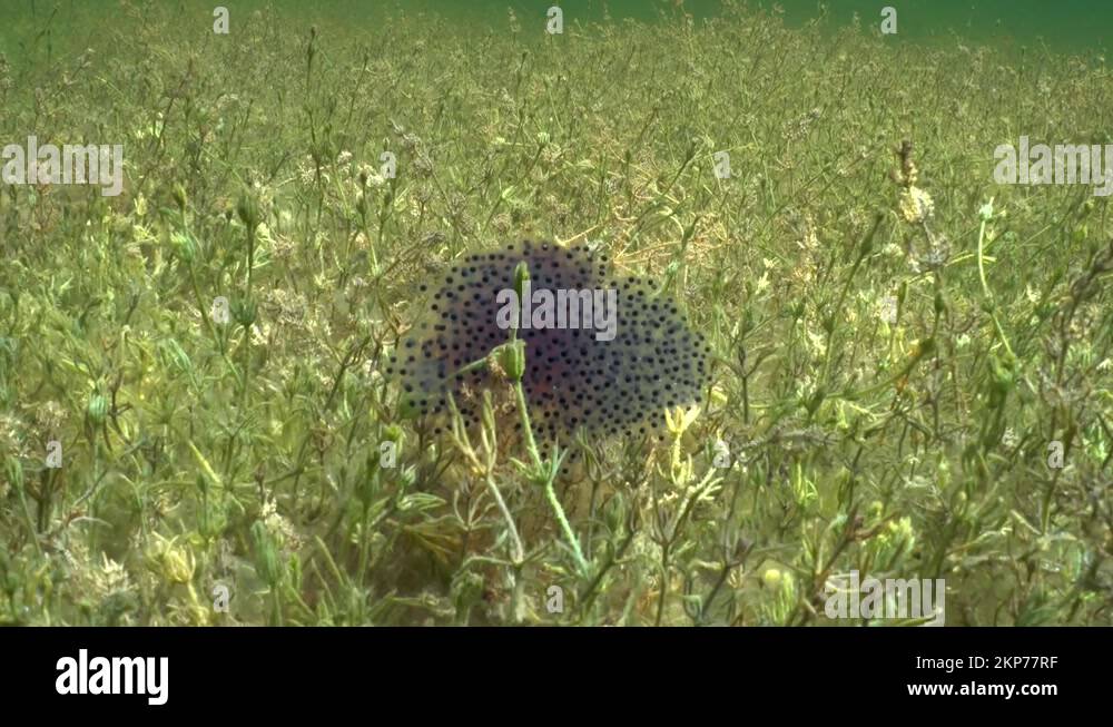 Moor frog (Rana arvalis) clutches of eggs are laid in gelatinous masses