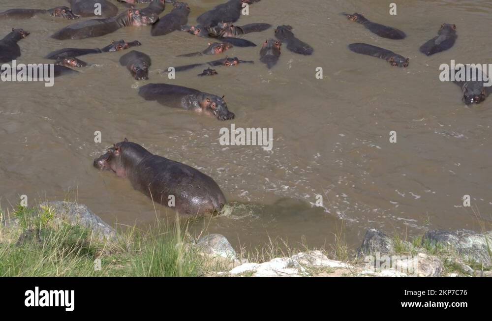 hippo spread his dung in a river to show aggression Stock Video Footage