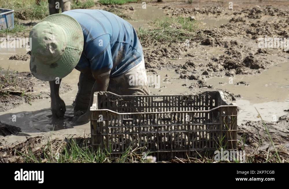 Water Chestnut harvest, farmer in deep mud picking aquatic Vegetable