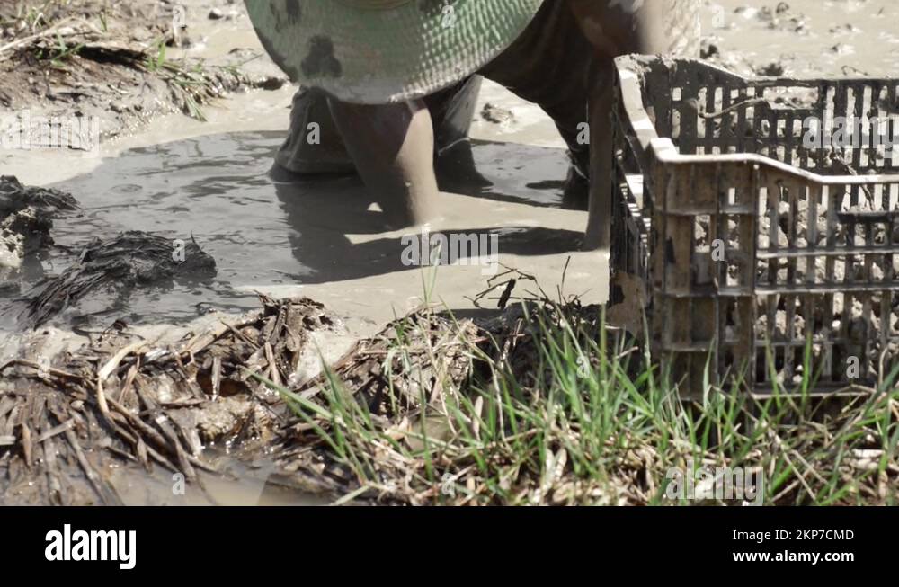 Farmer plucking water chestnut from mud, Eleocharis dulcis harvest