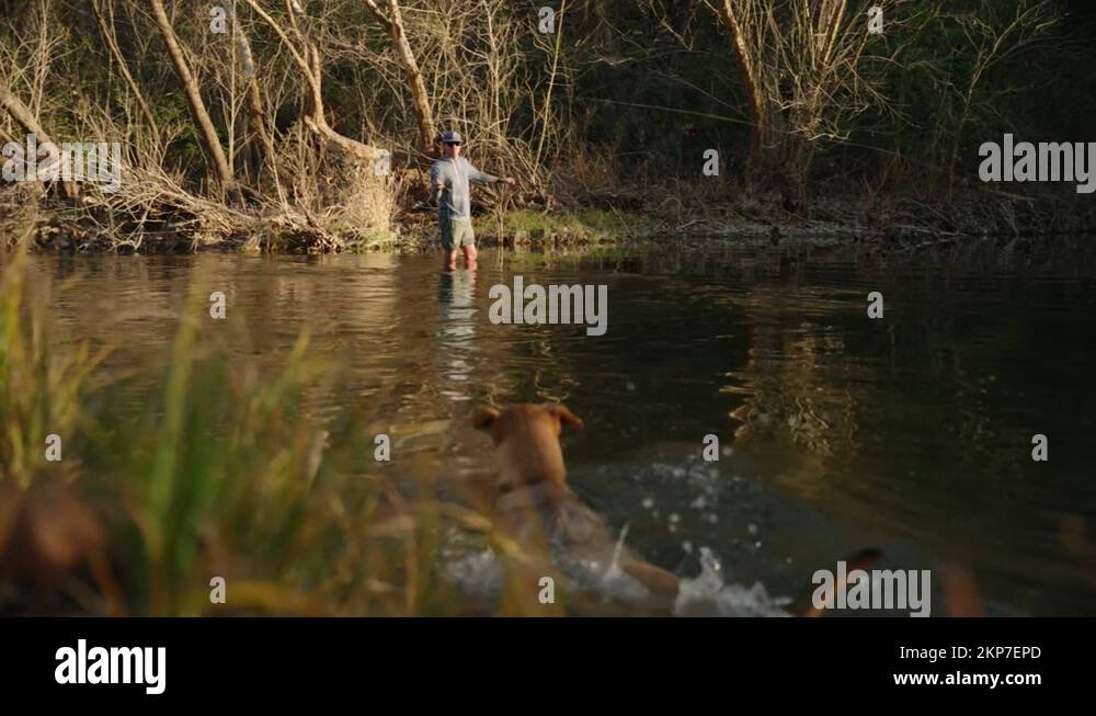 Dog jumps in water Stock Videos & Footage HD and 4K Video Clips Alamy