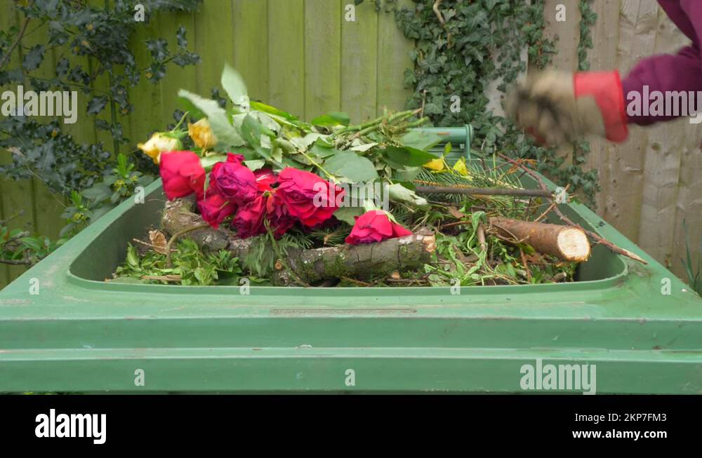 Gloved hands throwing dead flowers into a full green waste wheely bin