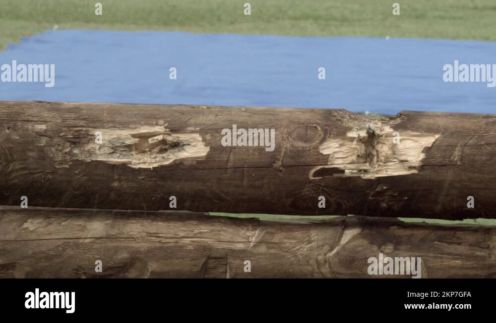 Bullet hits special effect over a wood fence and a bluescreen in the