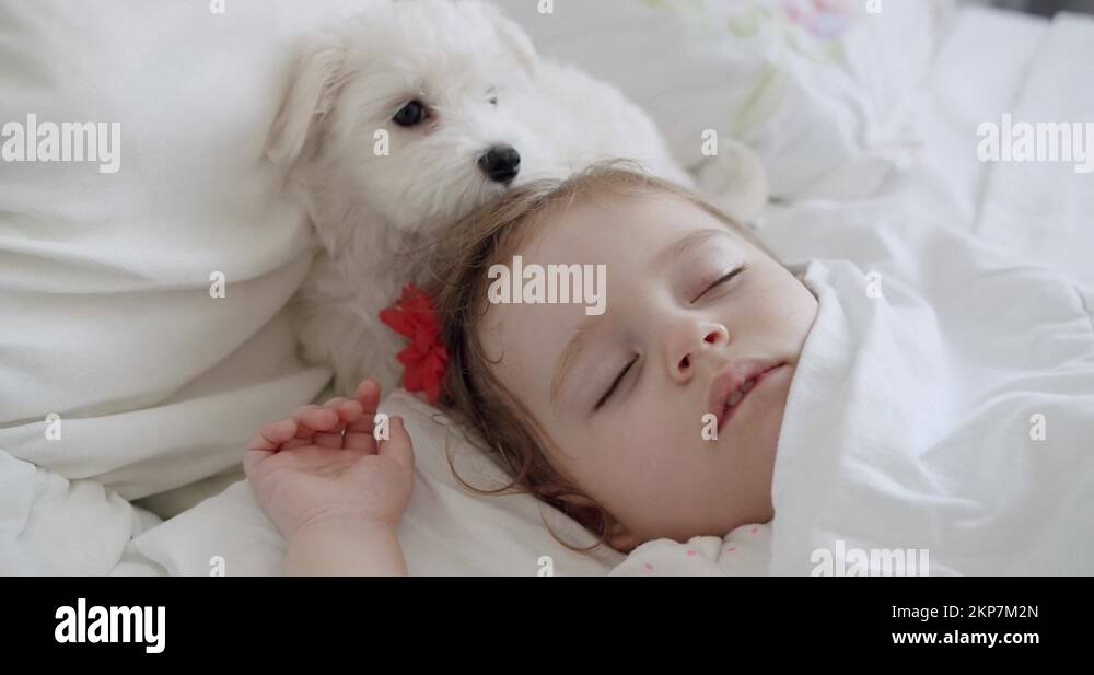Adorable one-year-old girl sleeping peacefully with a sweet Bichon