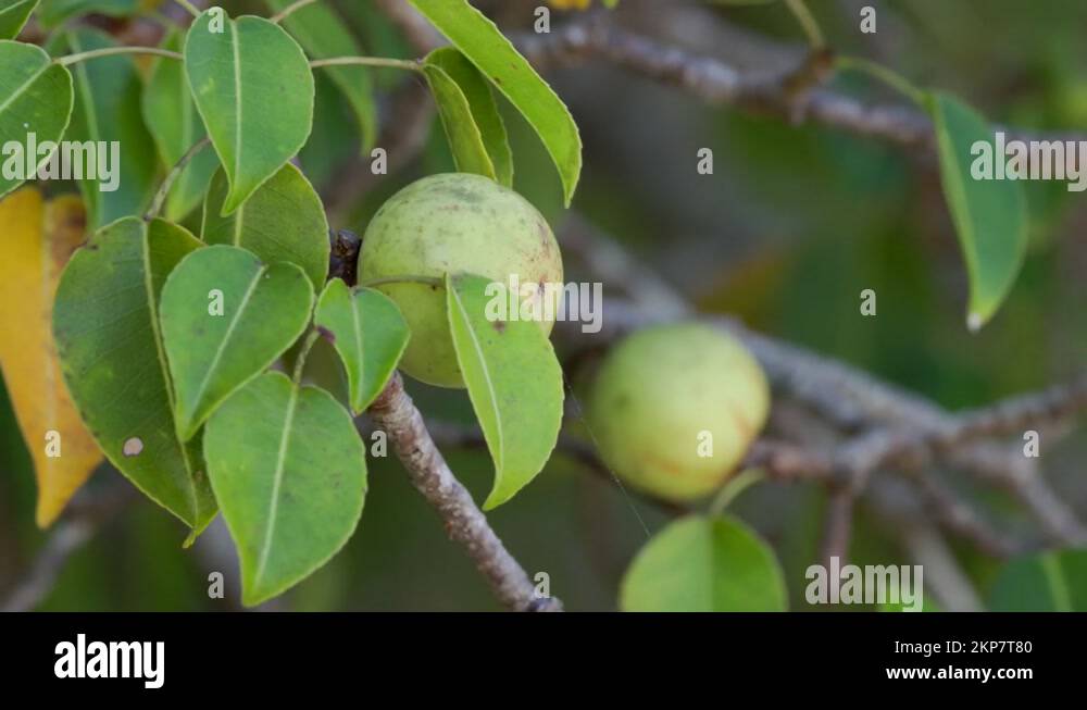 Manchineel tree Stock Videos & Footage - HD and 4K Video Clips - Alamy