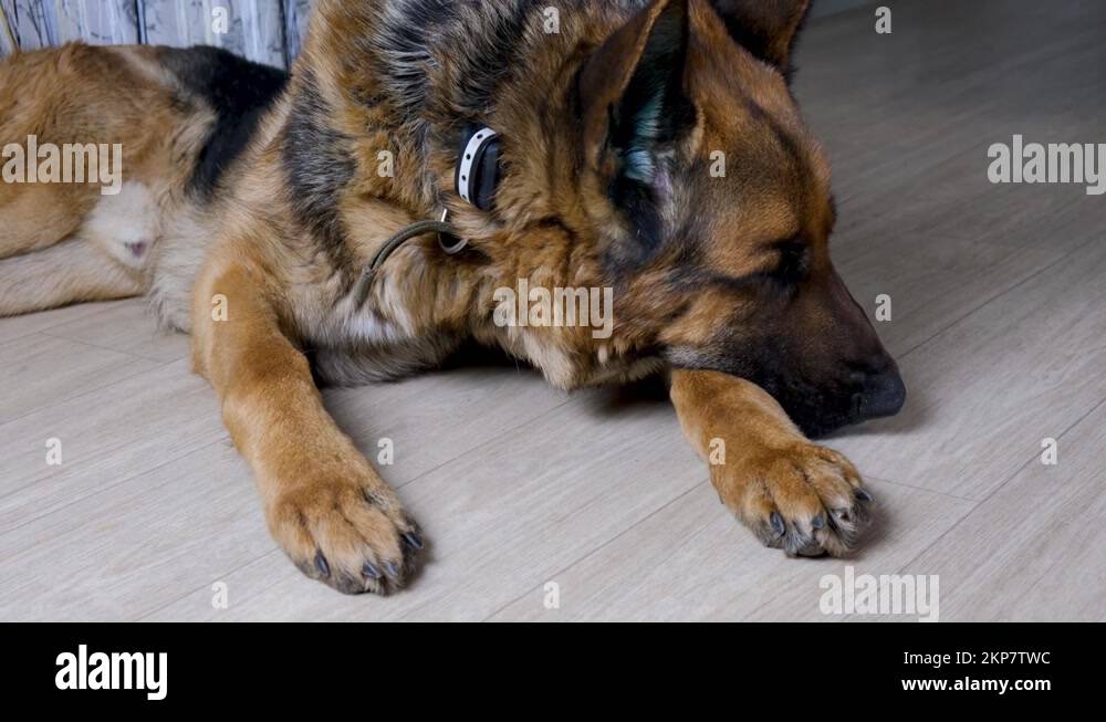 Diseases of ears in animals. German Shepherd dog closeup with green