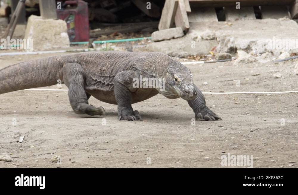 Komodo dragon walking in slow motion in Komodo National Park, Indonesia