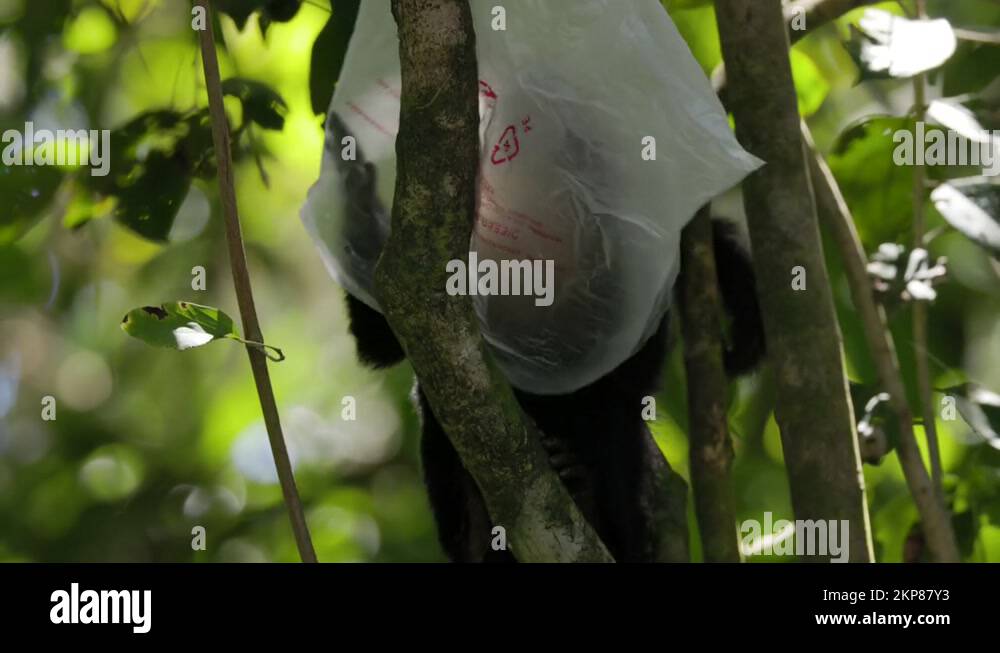 capuchin monkey puts a waste plastic bag over its head at manuel