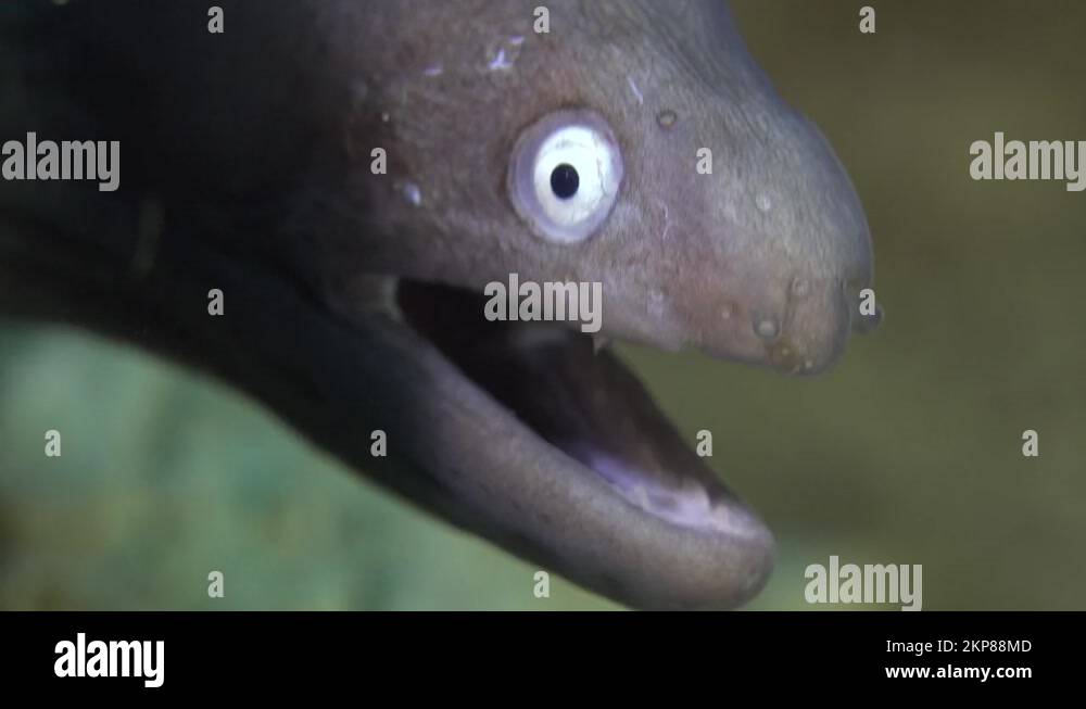 Whiteeyed Moray eel face super close up facing camera Stock Video