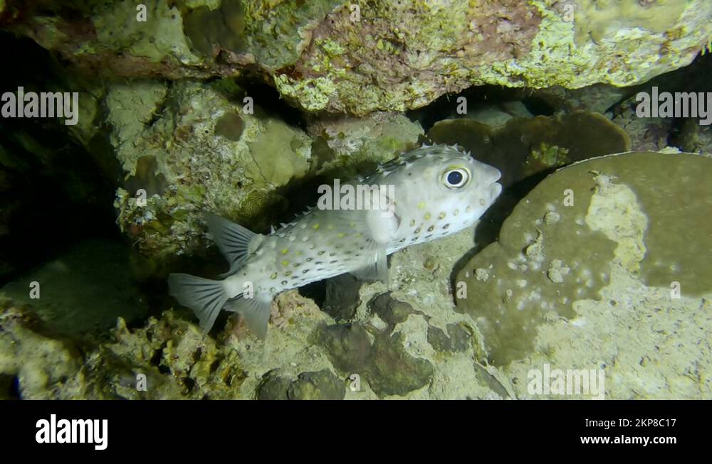 Close up of Porcupine Fish hiding under coral reef. Ajargo, Giant