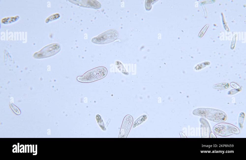 High density of unicellular paramecium protozoa under microscope Stock