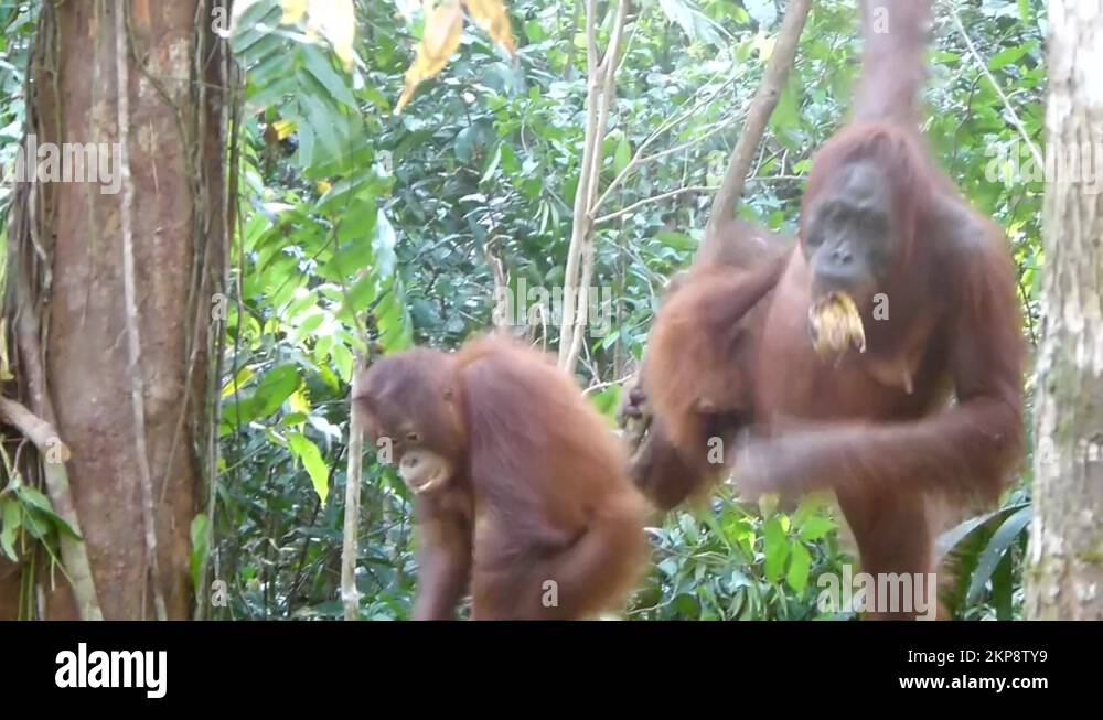 Hanging orangutans Stock Videos & Footage - HD and 4K Video Clips - Alamy