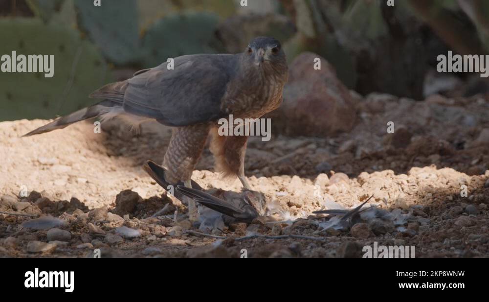 Cooper's Hawk Raptor Bird of Prey Eating Tearing Feathers on Dove Kill