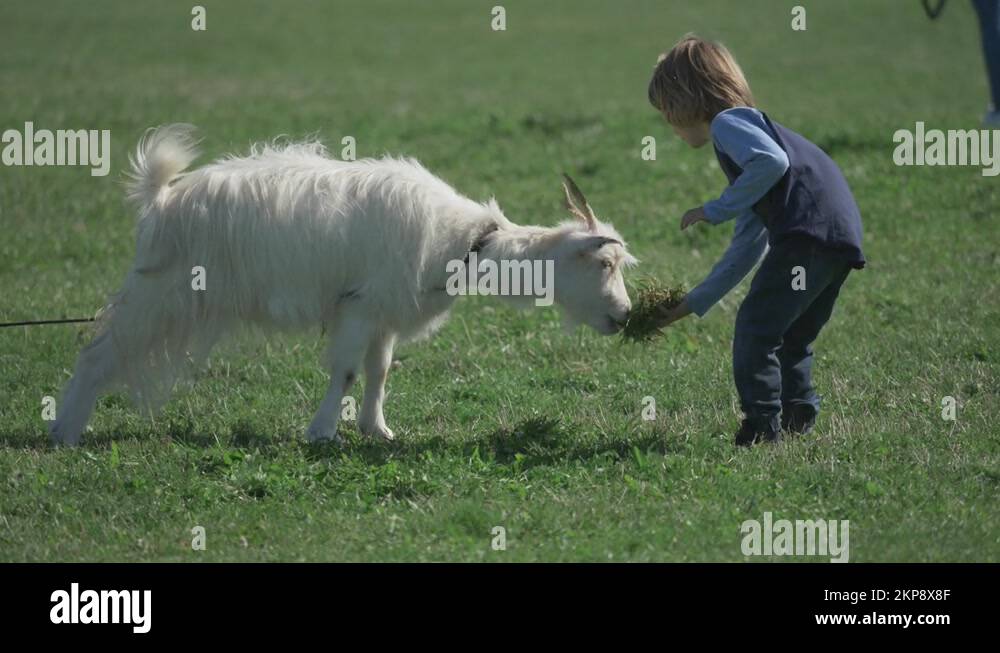 Kid white goat Stock Videos & Footage HD and 4K Video Clips Alamy