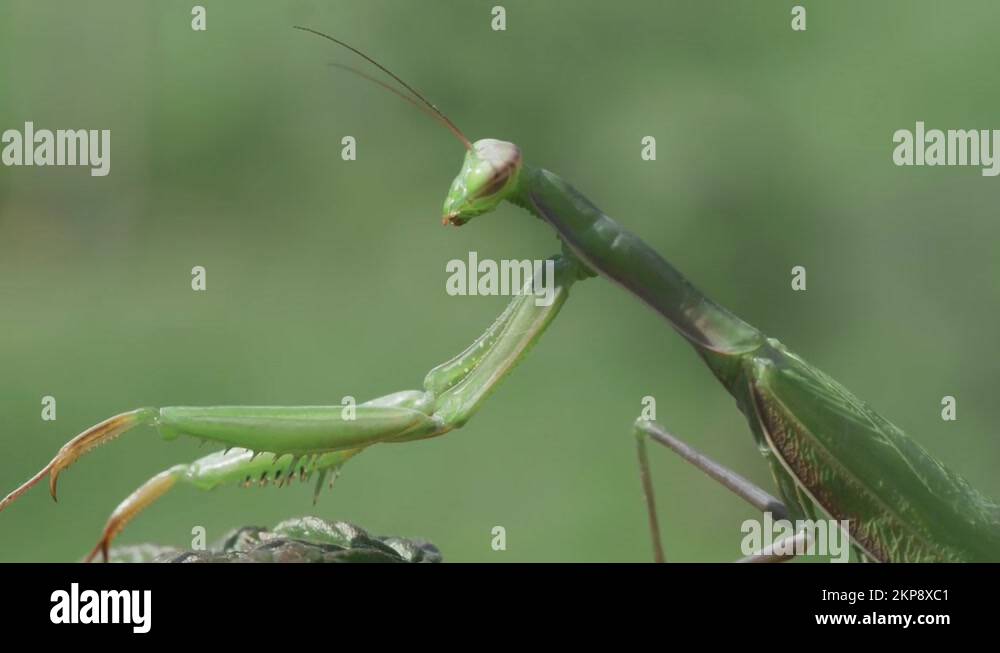 Insect mantis portrait close Stock Videos & Footage - HD and 4K Video ...