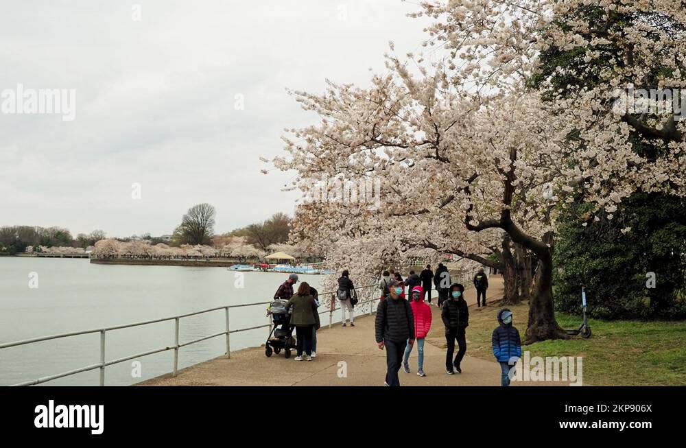 People walking around Tidal Basin area to see the cherry blossom Stock Video Footage Alamy