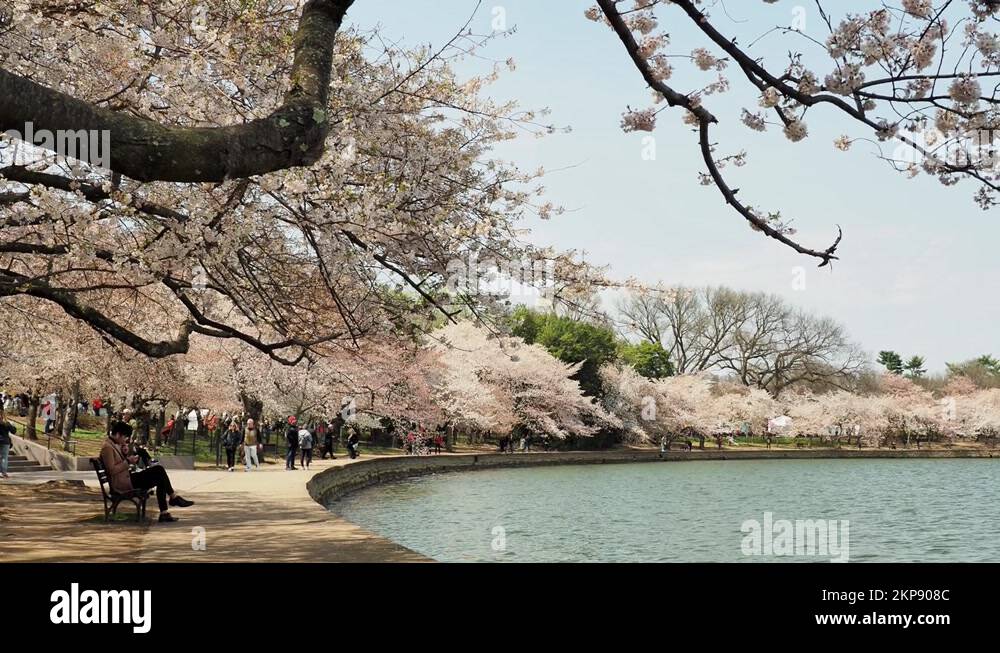 People walking around Tidal Basin area to see the cherry blossom Stock Video Footage Alamy