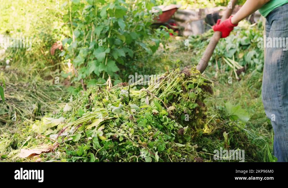 farmer with pitchforks brings grass after weeding into a compost pit