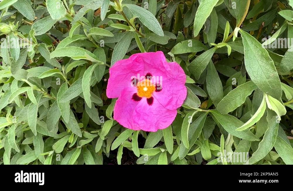 Pink spots on rose petals Stock Videos & Footage HD and 4K Video