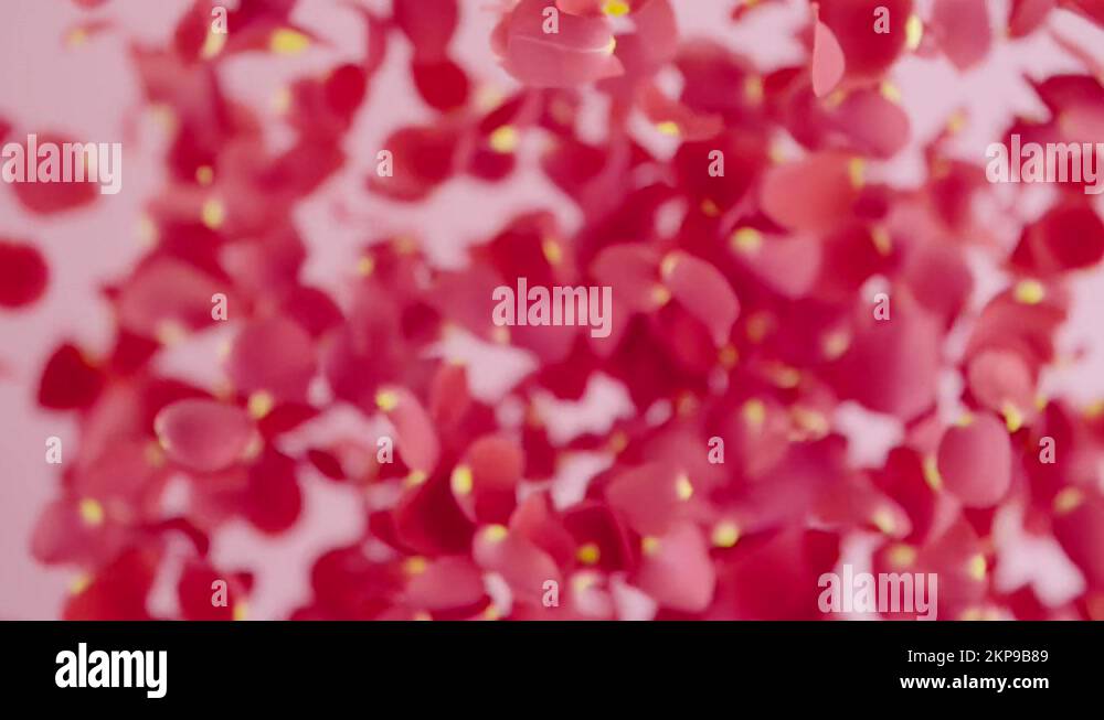 Real pink rose petals are flying up. Explosion of rose petals for happy