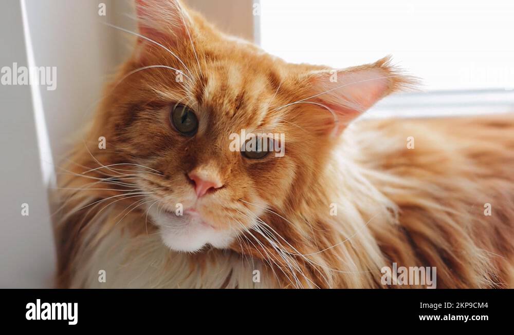 Animal up close Stock Videos & Footage - HD and 4K Video Clips - Alamy