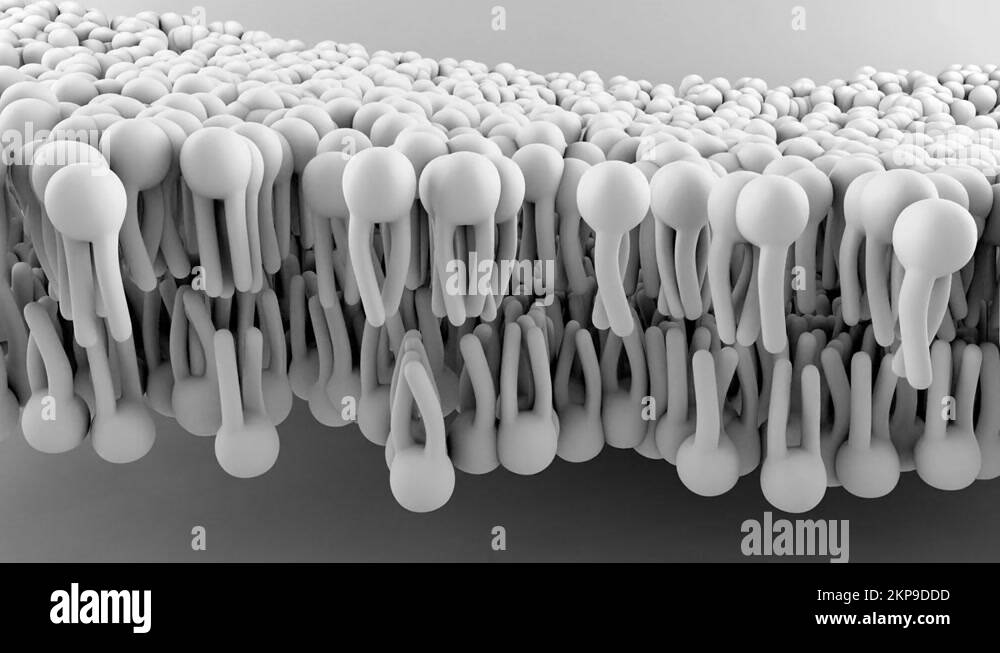 Phospholipid bilayer cell membrane Stock Videos & Footage - HD and 4K