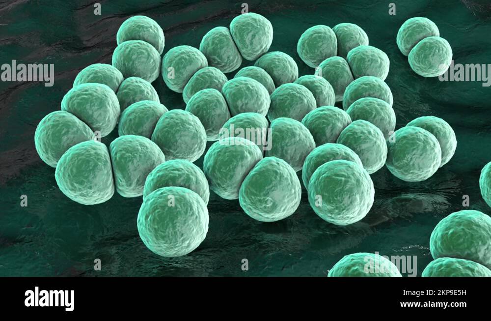 Streptococcus pneumoniae bacteria, animation Stock Video Footage - Alamy