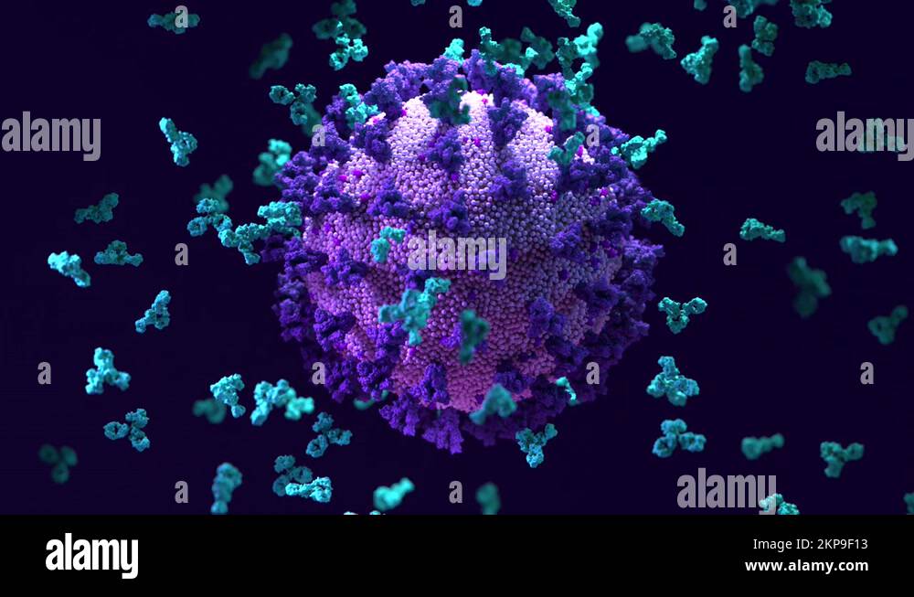 Antibodies binding to a virus and white blood cell Stock Video Footage