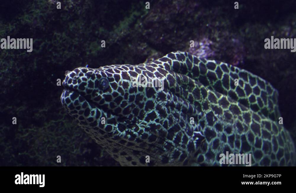 Moray Eel inside reef open mouth to let entering cleaner fish Stock Video Footage Alamy